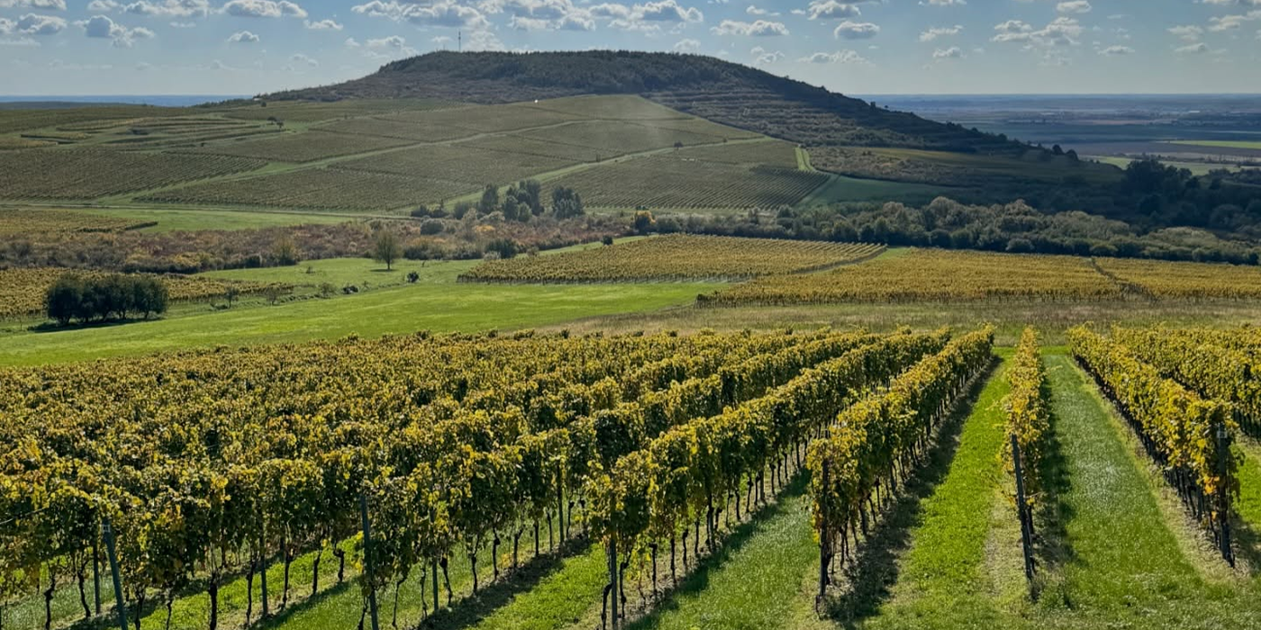 Tokaj vineyard Ostrožovič winery