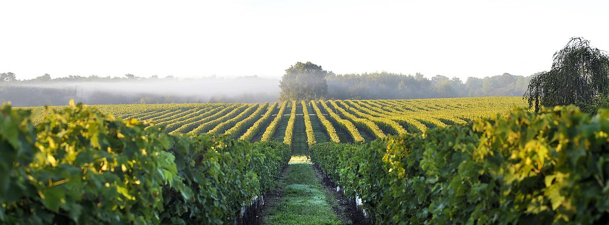 wine de Chevanceaux | Bondston